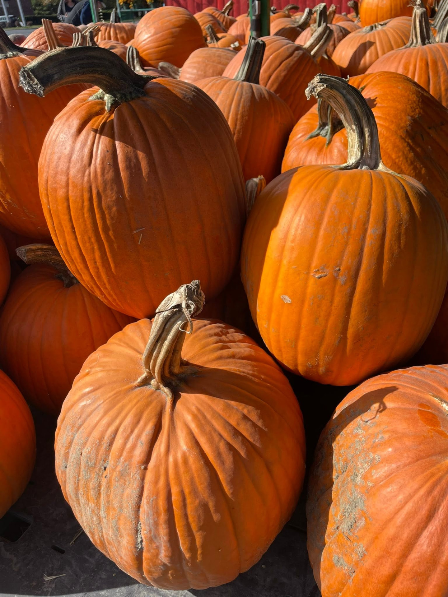 Fall