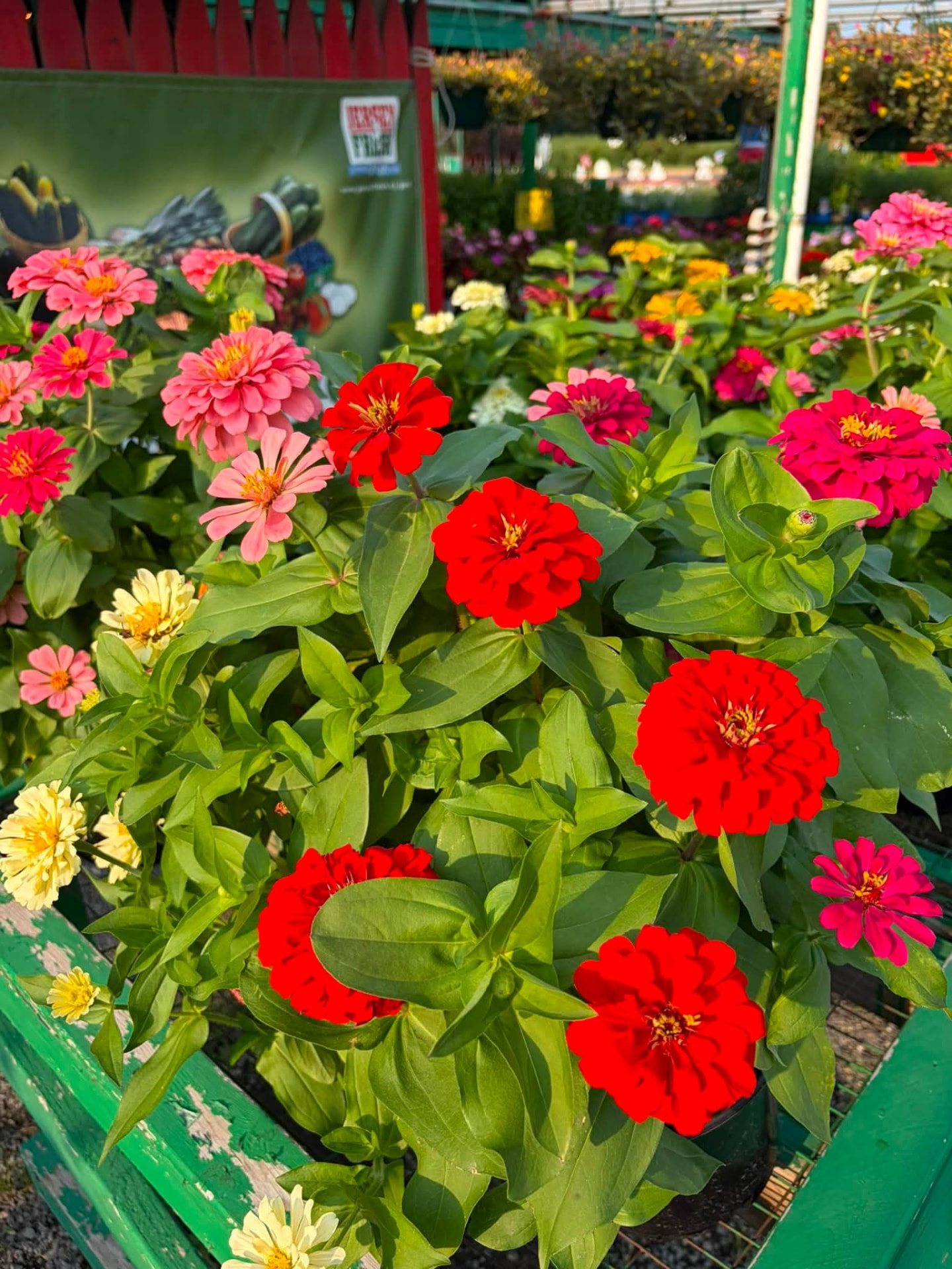 Spring Flowers & Garden Starters