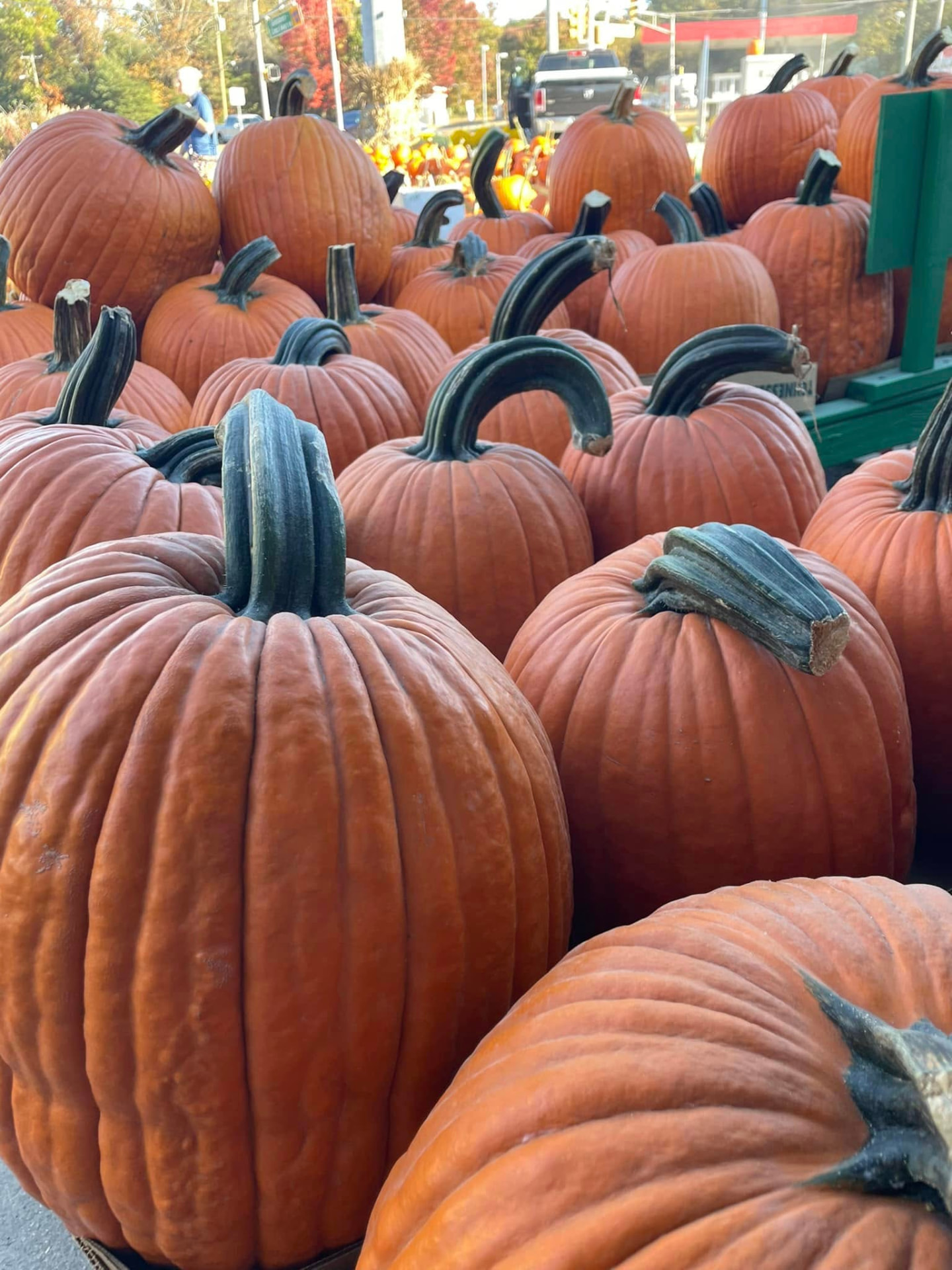 Pumpkins & Mums