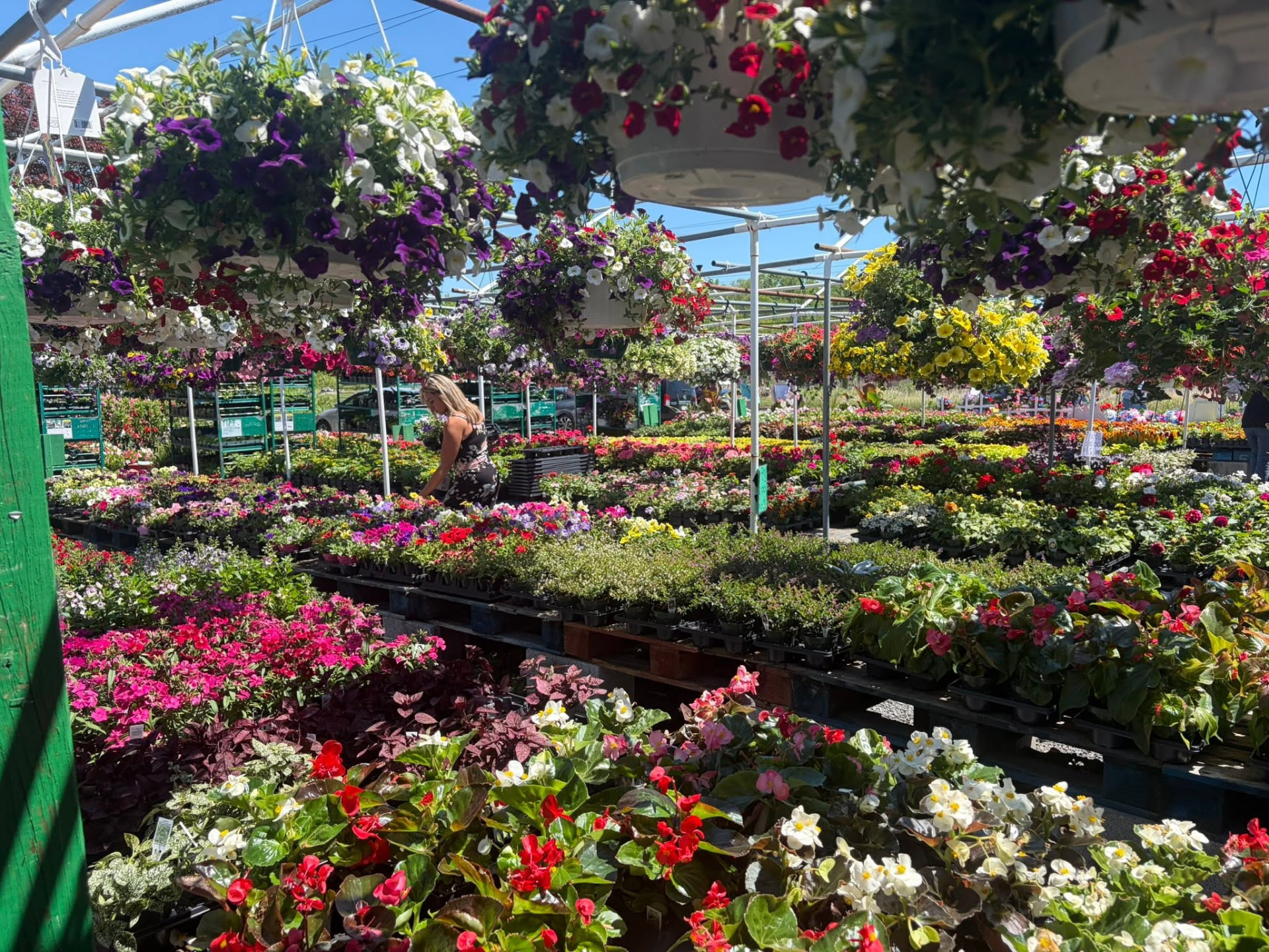 Rows of hanging baskets and flowering plants under the greenhouse at Puglia's Produce in Sewell, NJ