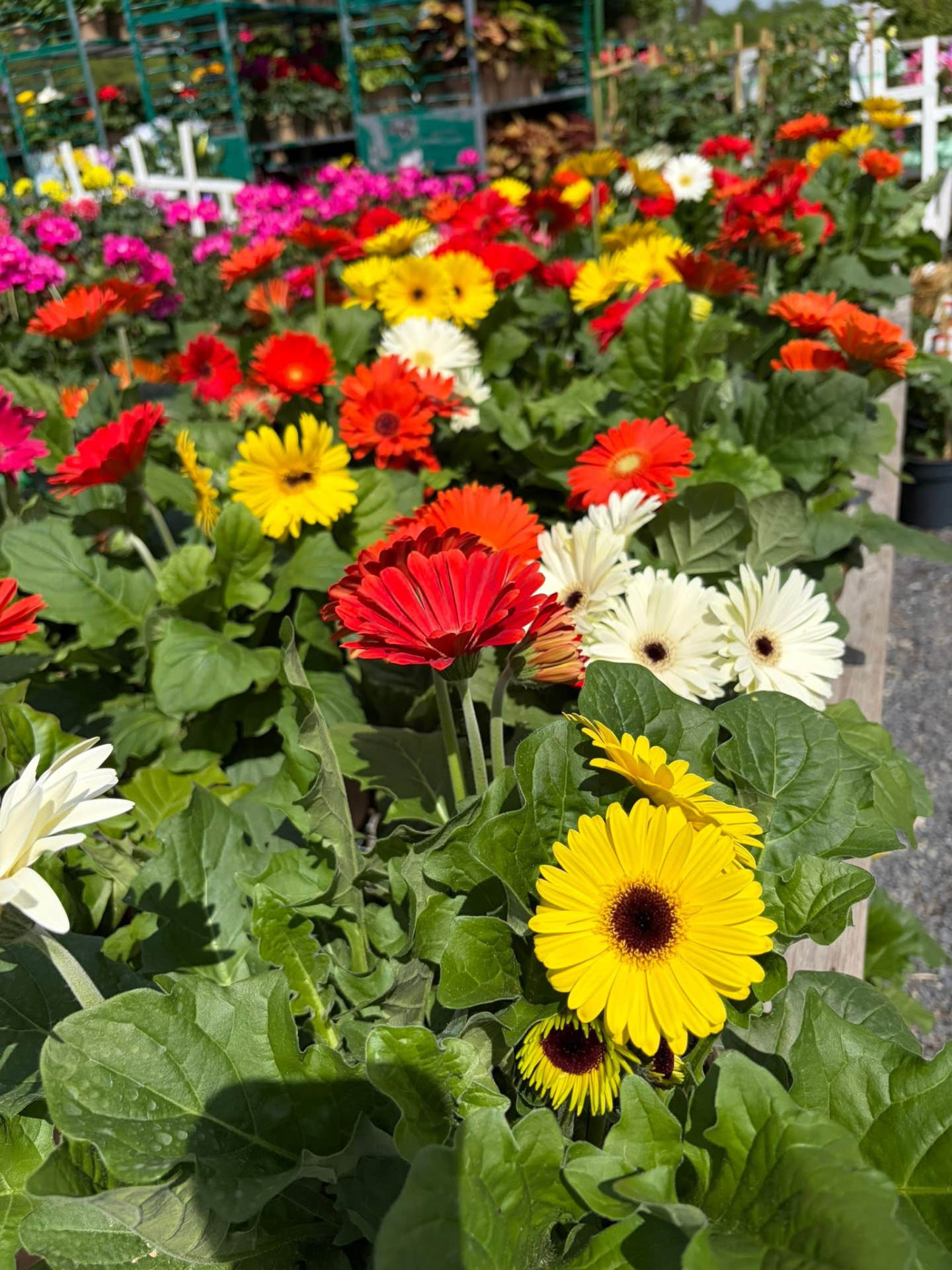 Spring